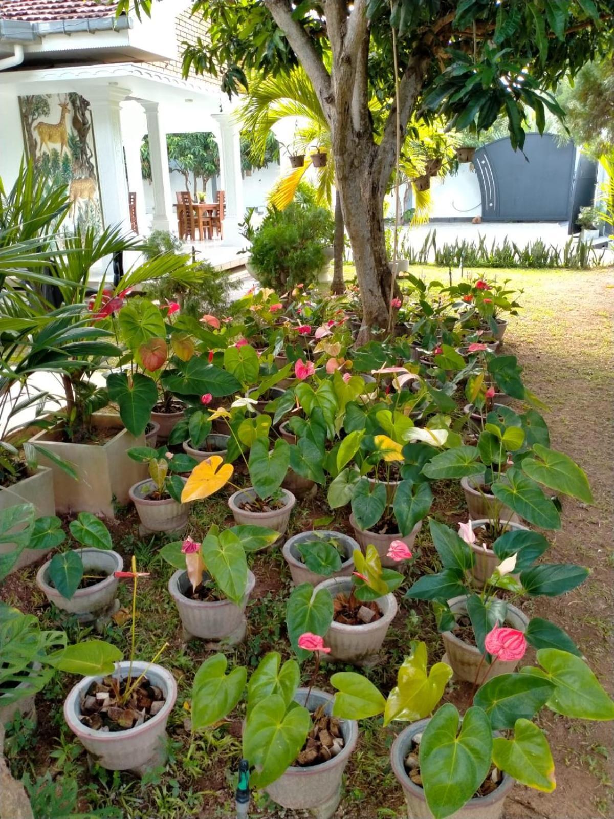 Holidays Hotel Nainamadama Luaran gambar